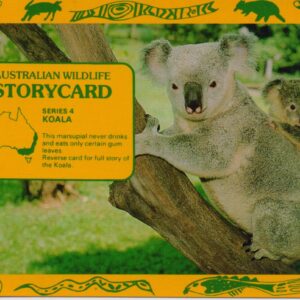P-Australia-Koala